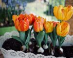 Replanting Tulip Bulbs: A Guide